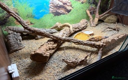 Leopard Gecko reptiles for sale: Leopard Gecko & Terrarium With All Equipment - Image 3