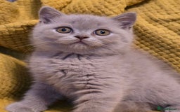 British Shorthair cats for sale: Pedigree, British Shorthair, TICA reg kittens - Image 13
