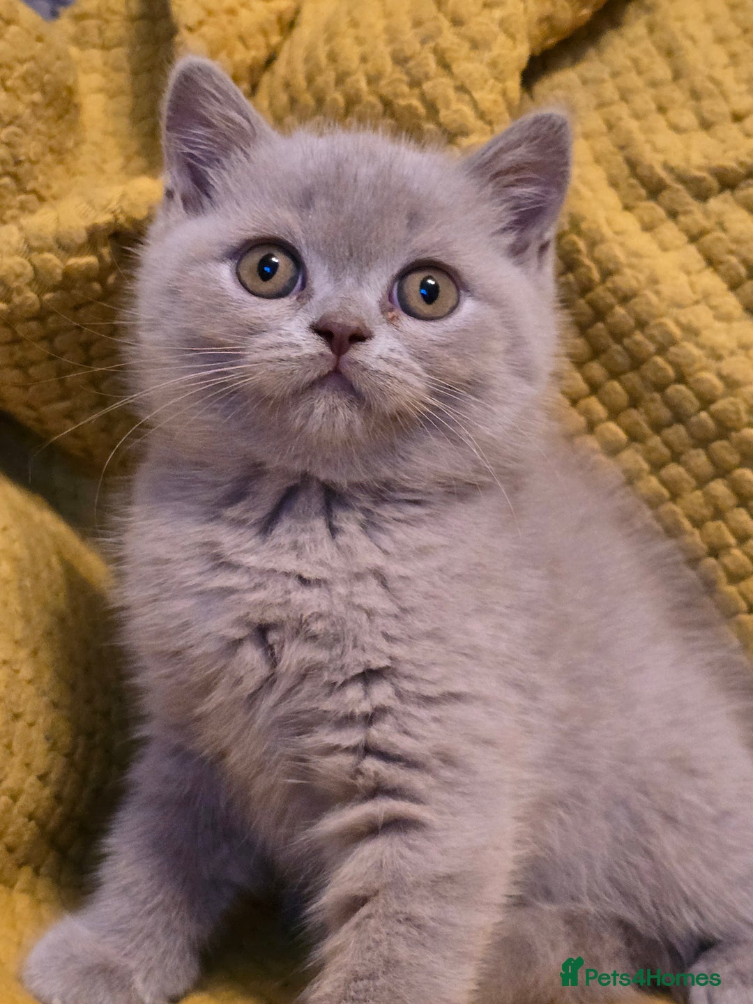 British Shorthair cats for sale: Pedigree, British Shorthair, TICA reg kittens - Image 13