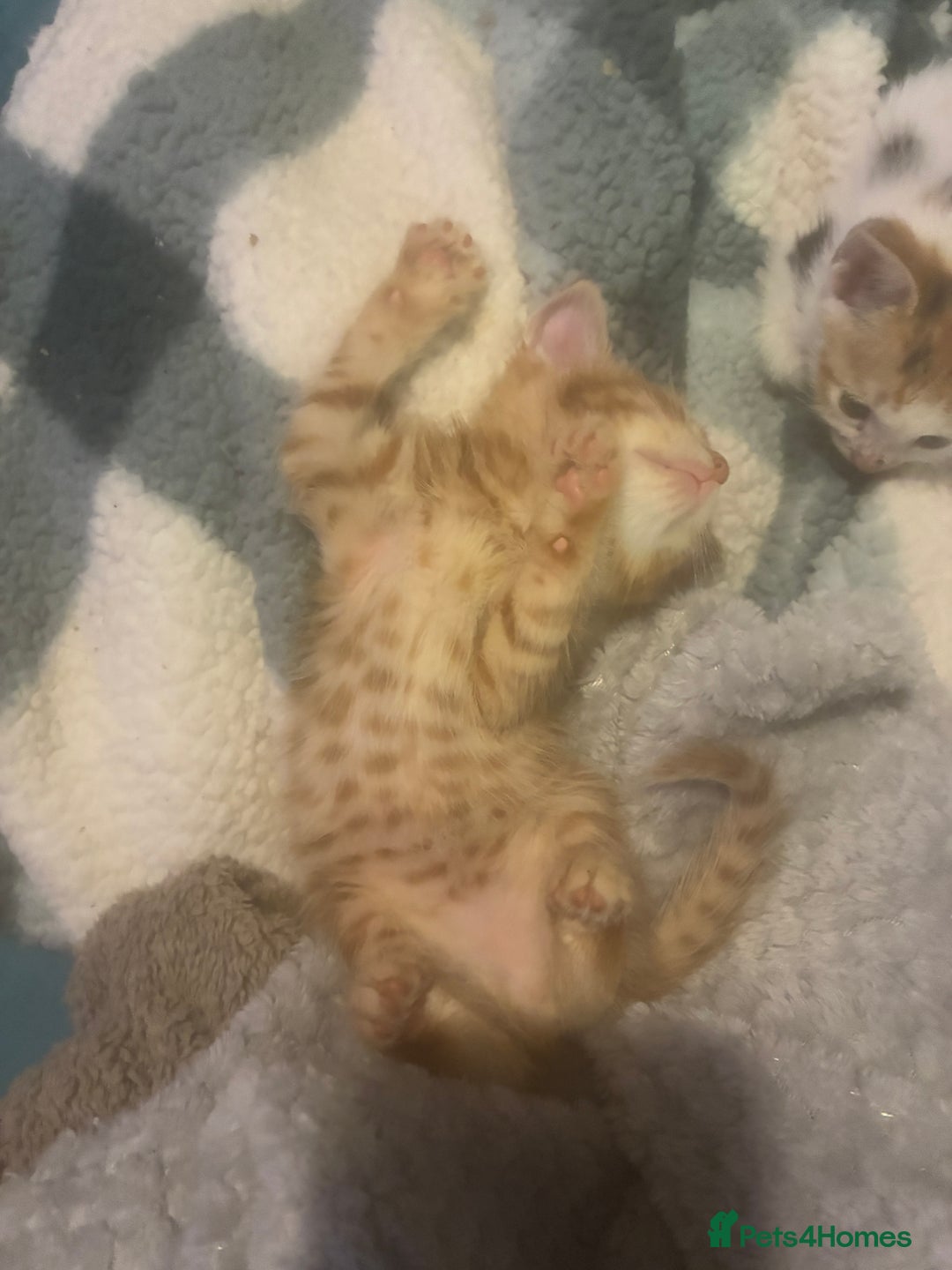 Domestic Shorthair cats for sale: Beautiful ginger & tabby kittens available 20 Dec - Advert 15