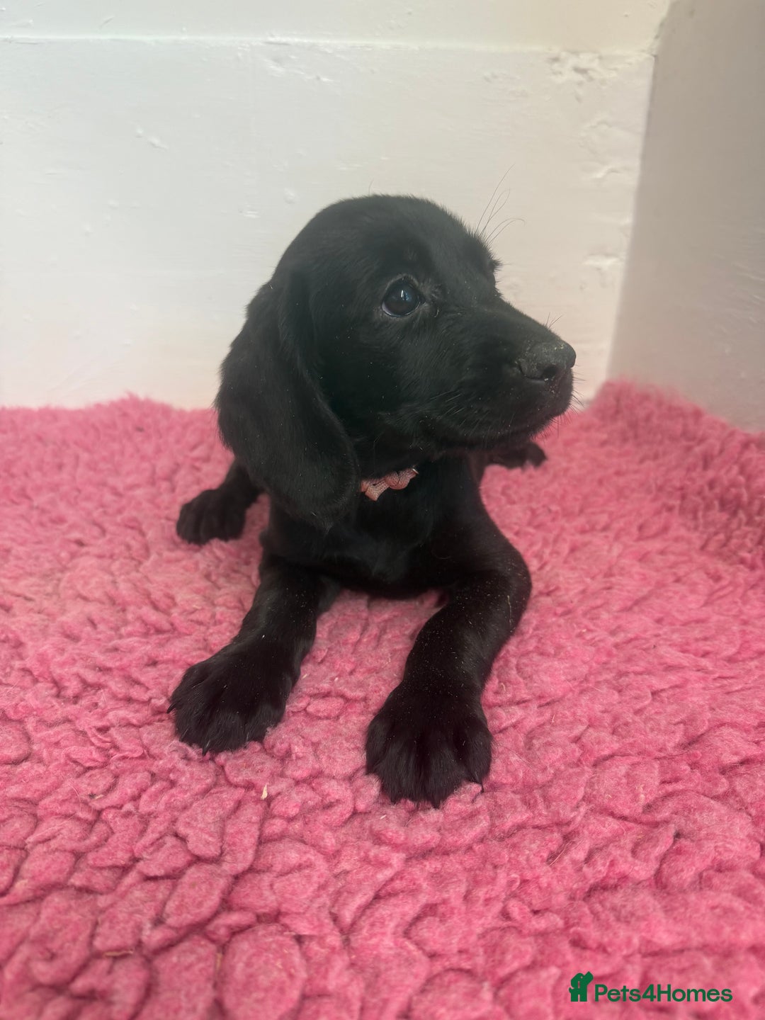 Cockerdor dogs for sale: Gorgeous Cockador Girls - Image 23