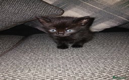 Mixed Breed cats for sale: Kittens - Image 1