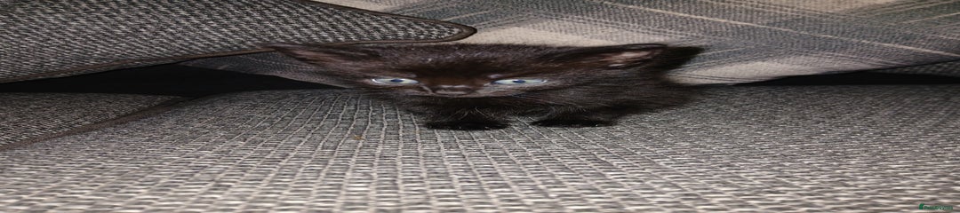 Mixed Breed Kitten 2