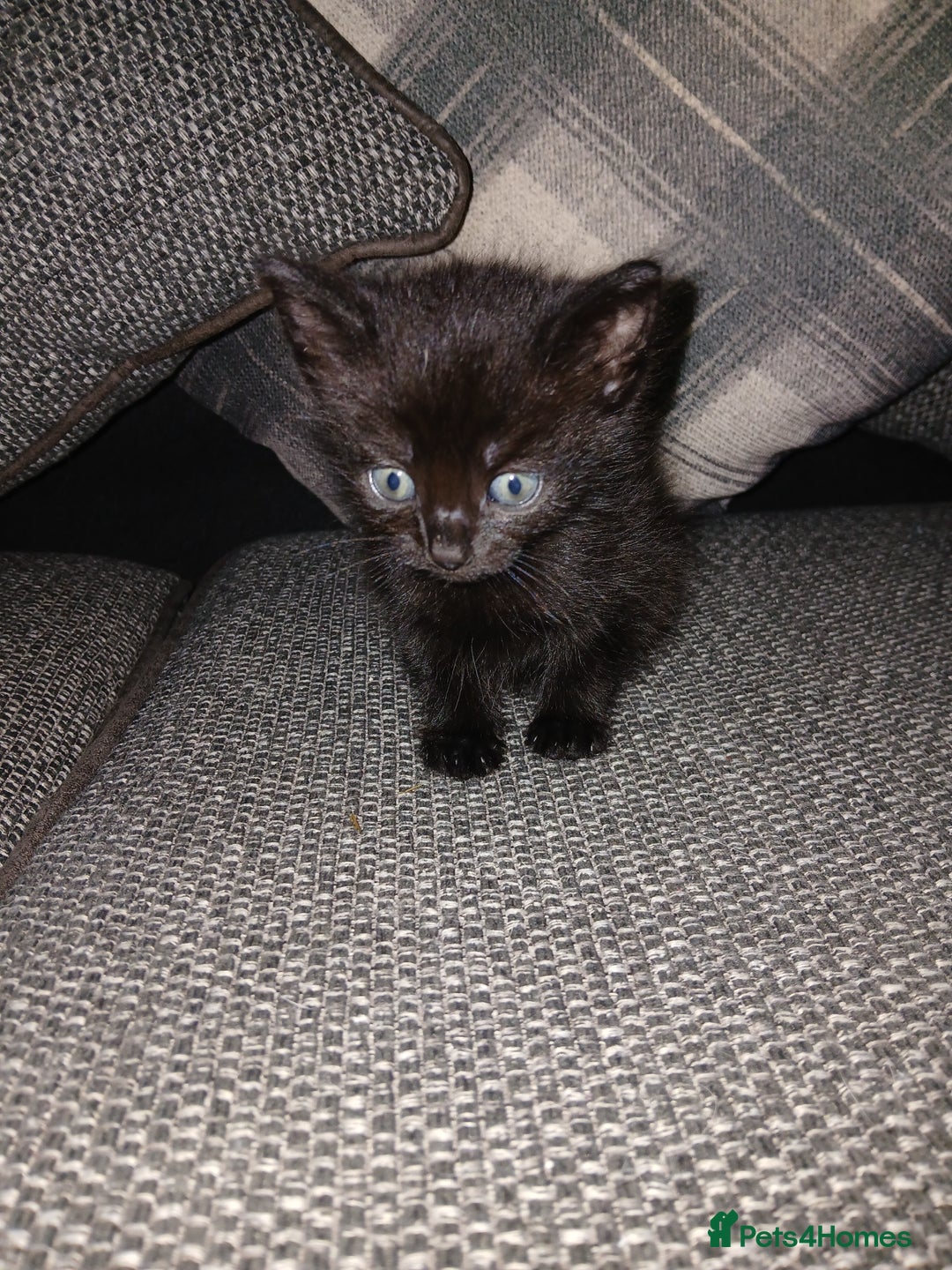 Mixed Breed cats for sale: Kittens - Image 1
