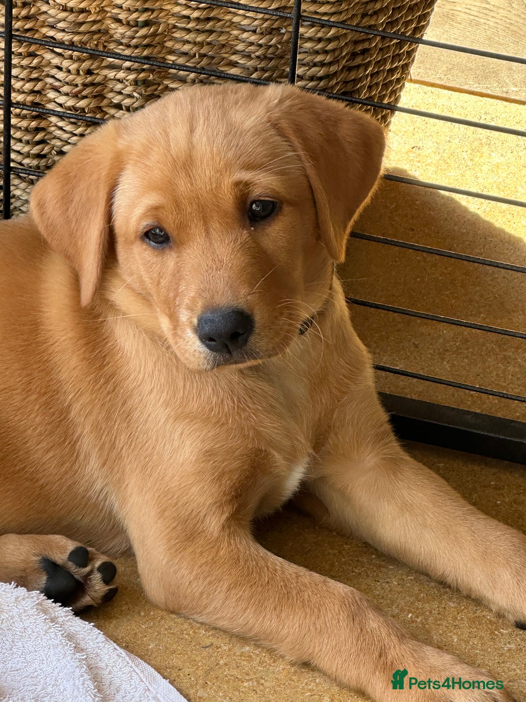 Labrador Retriever dogs for sale: Female fox Red Labrador  puppy  - Image 2