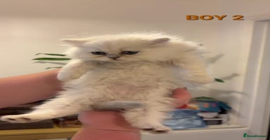 Persian cats READY NOW! Persian chinchilla kittens - Advert 13