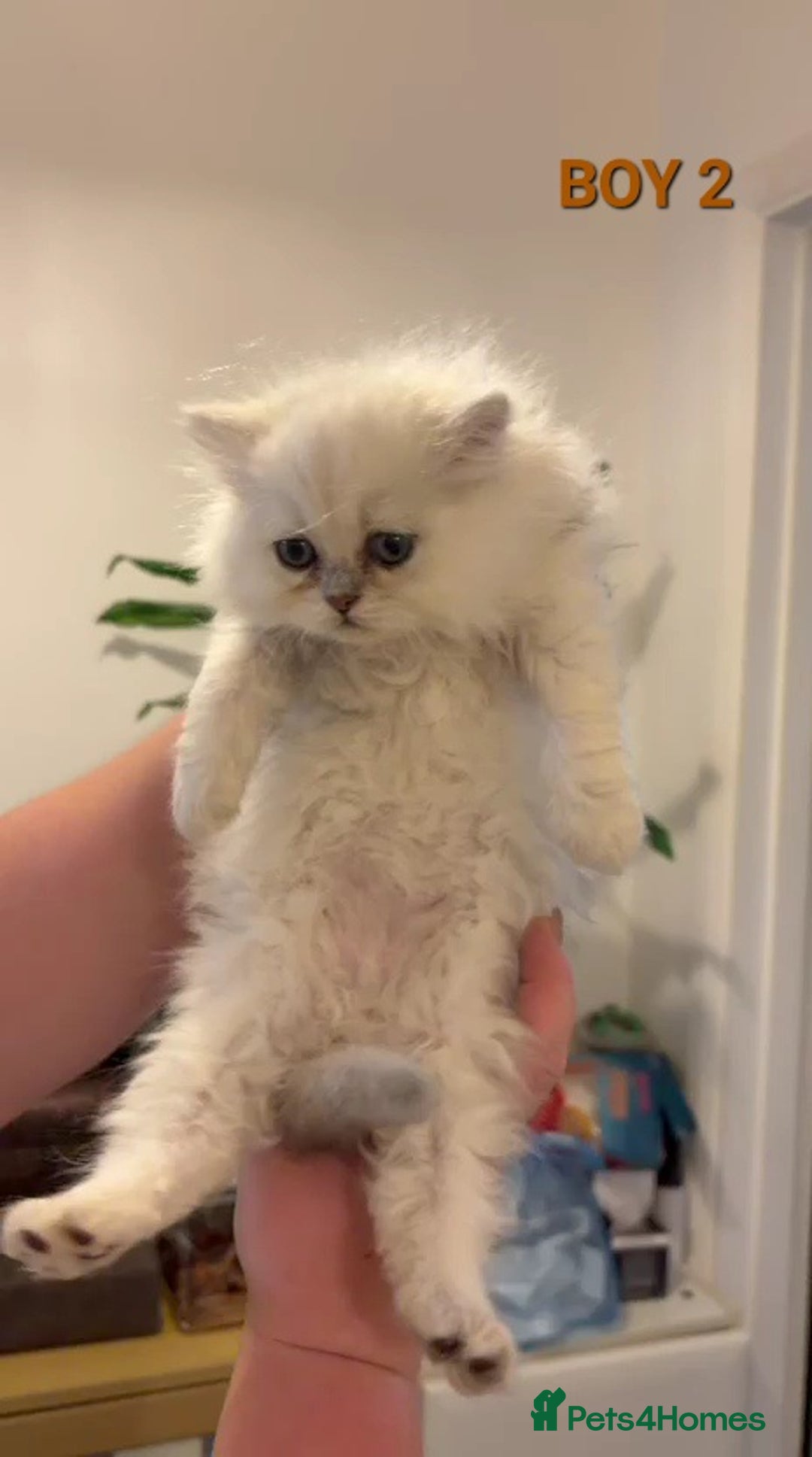 Persian cats for sale: READY NOW! Persian chinchilla kittens - Image 4