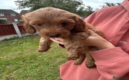Cockapoo dogs for sale: Cockapoo pups - Image 39
