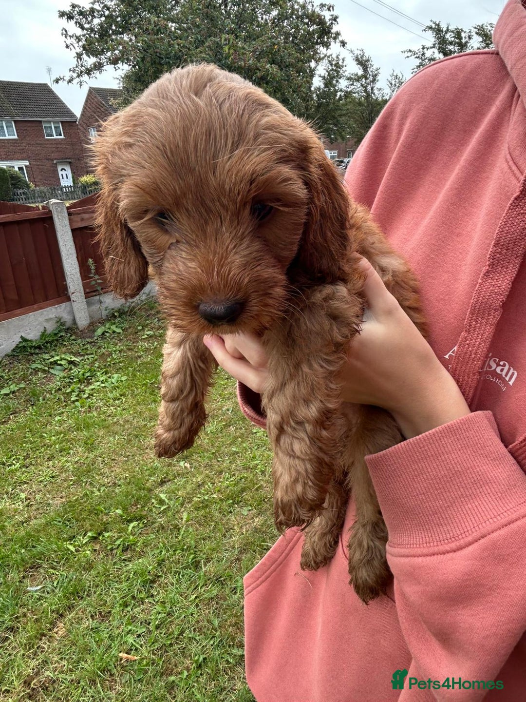 Cockapoo dogs for sale: Cockapoo pups - Image 39
