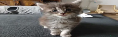 Maine Coon Kitten 1