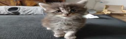Maine Coon cats for sale: Beautiful pure Bred Maine Coon Kittens  - Advert 19