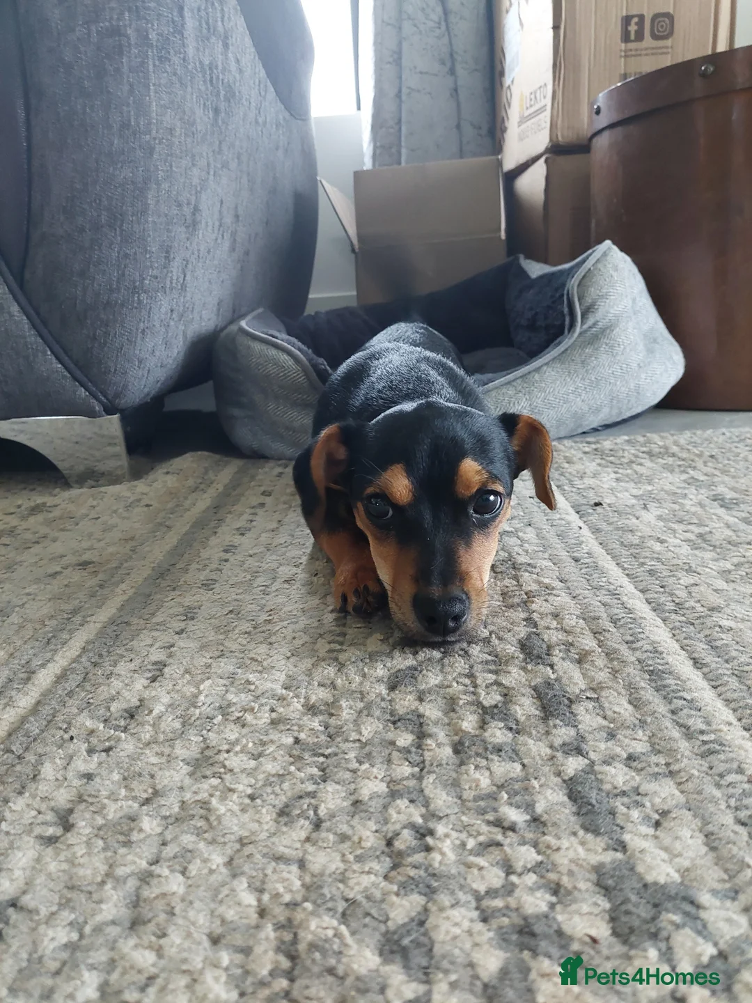 Jack Russell dogs for sale: Female Jack Russell For Sale - Advert 6