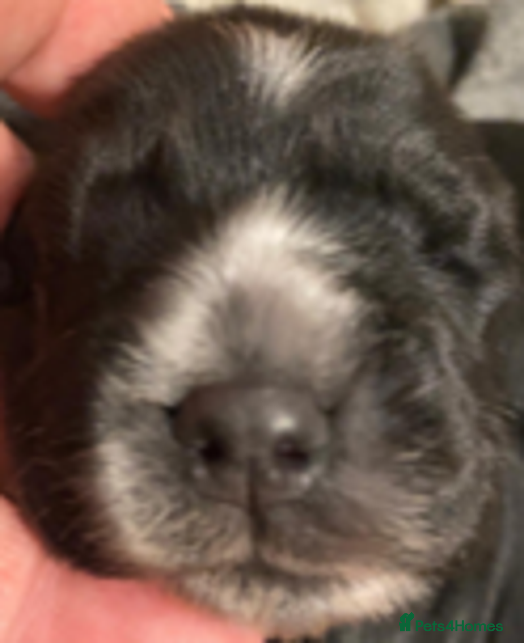 Cocker Spaniel dogs for sale: Working Cocker Spaniel Puppies - Advert 11