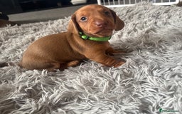 Miniature Dachshund dogs for sale: Beautiful dachshund puppy’s  - Image 11