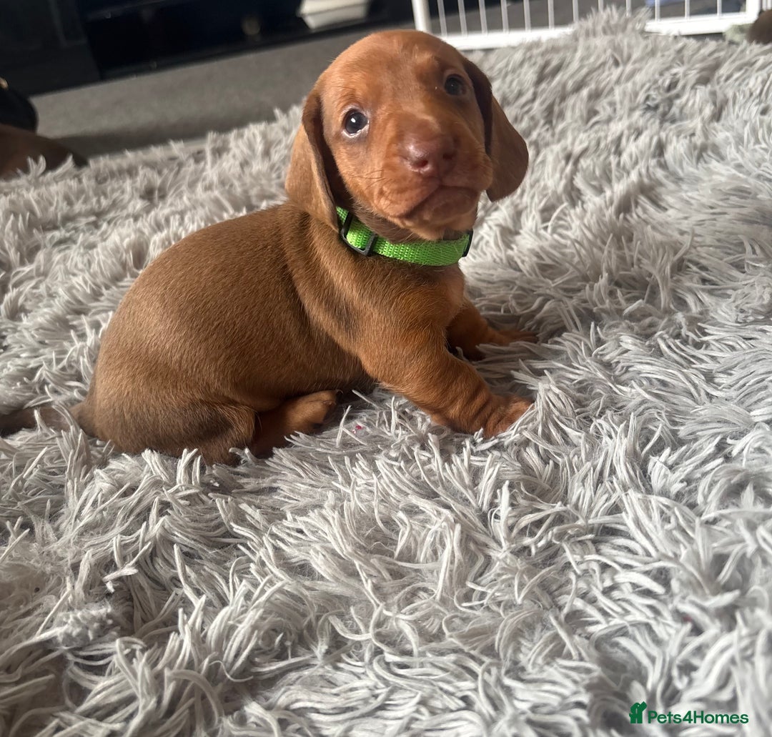 Miniature Dachshund dogs for sale: Beautiful dachshund puppy’s  - Image 11