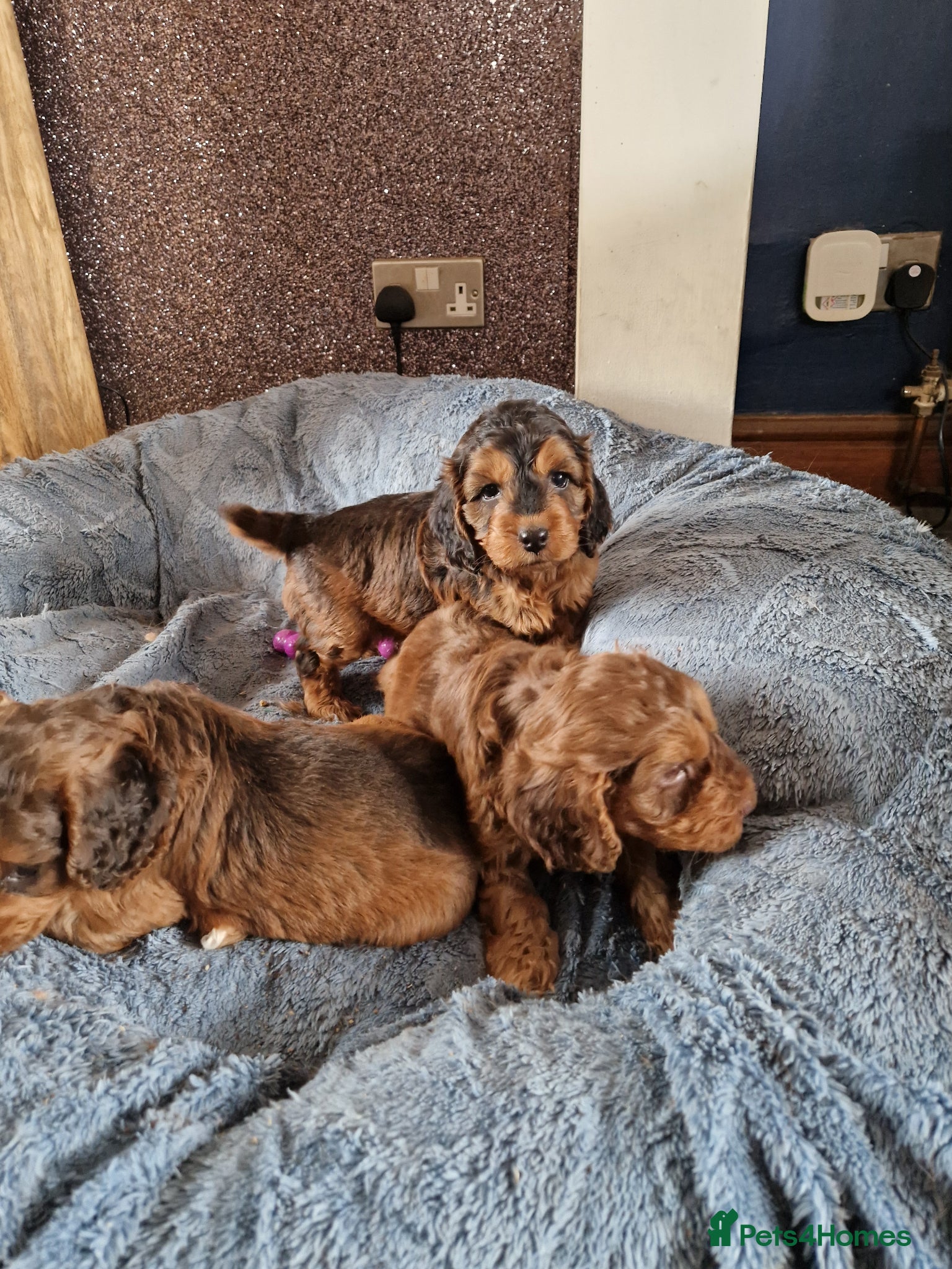 Cockapoo dogs for sale: RED AND SABLE F1 COCKAPOOS FOR SALE - Advert 5