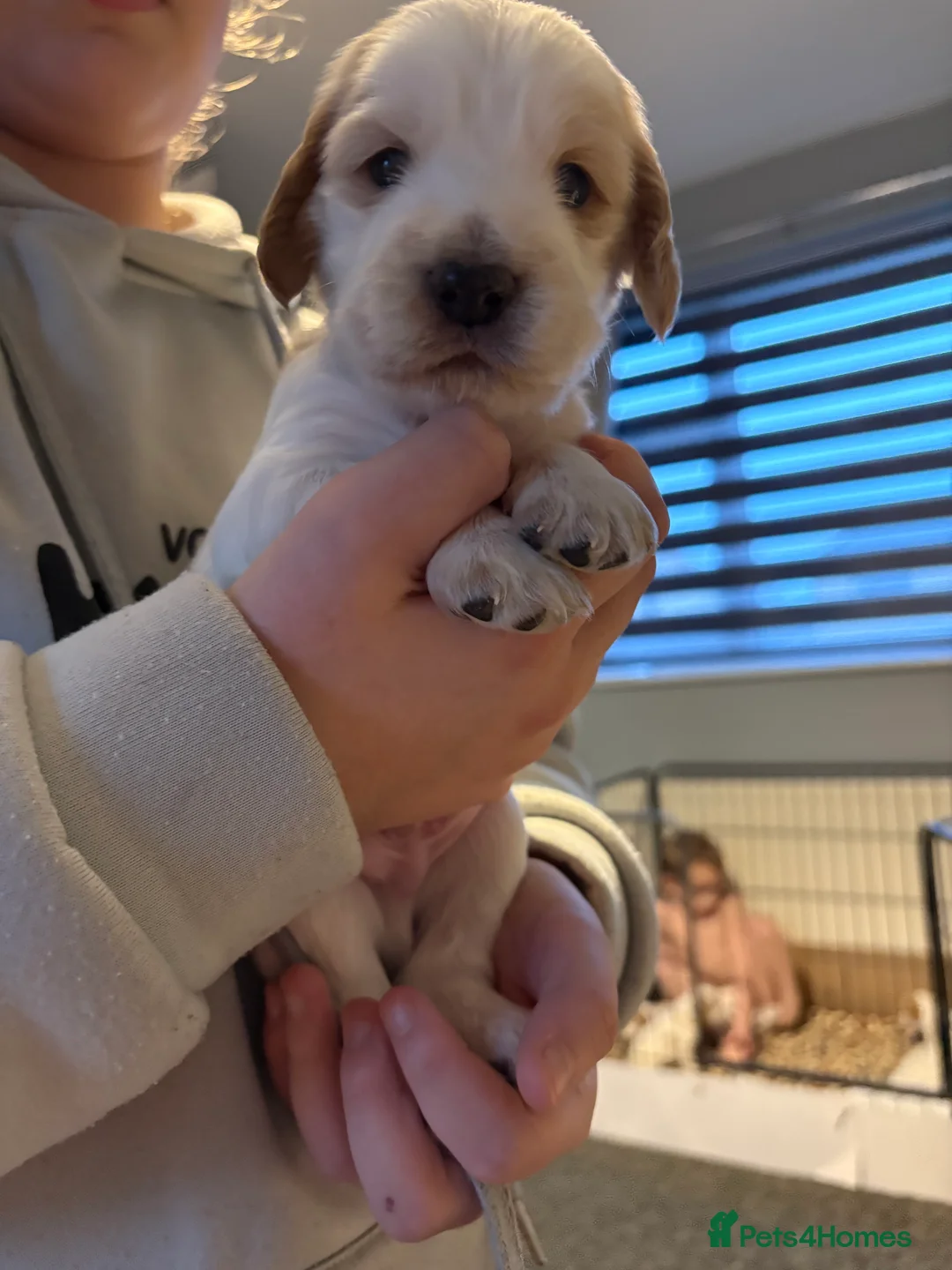 Cocker Spaniel dogs for sale: Cocker spaniel puppies  in Rotherham - Advert 26