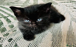 Ragdoll cats for sale: Beautiful coat Mink Ragdoll X British Short hair - Image 8