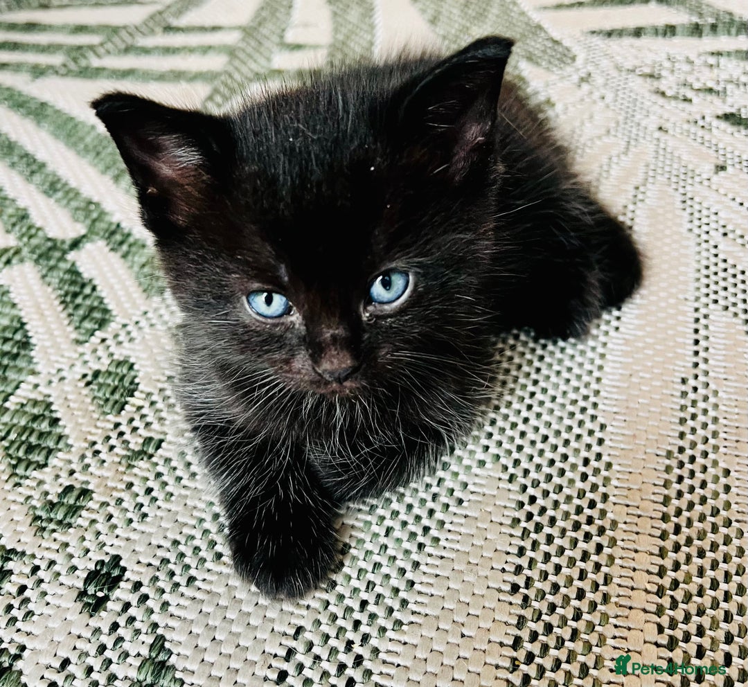 Ragdoll cats for sale: Beautiful coat Mink Ragdoll X British Short hair - Image 8