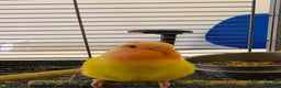 Lovebirds birds for sale: Beautiful tame, hand-reared baby peachface - Advert 3