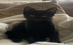 Domestic Shorthair cats for sale: Four fluffy kittens  - Image 6