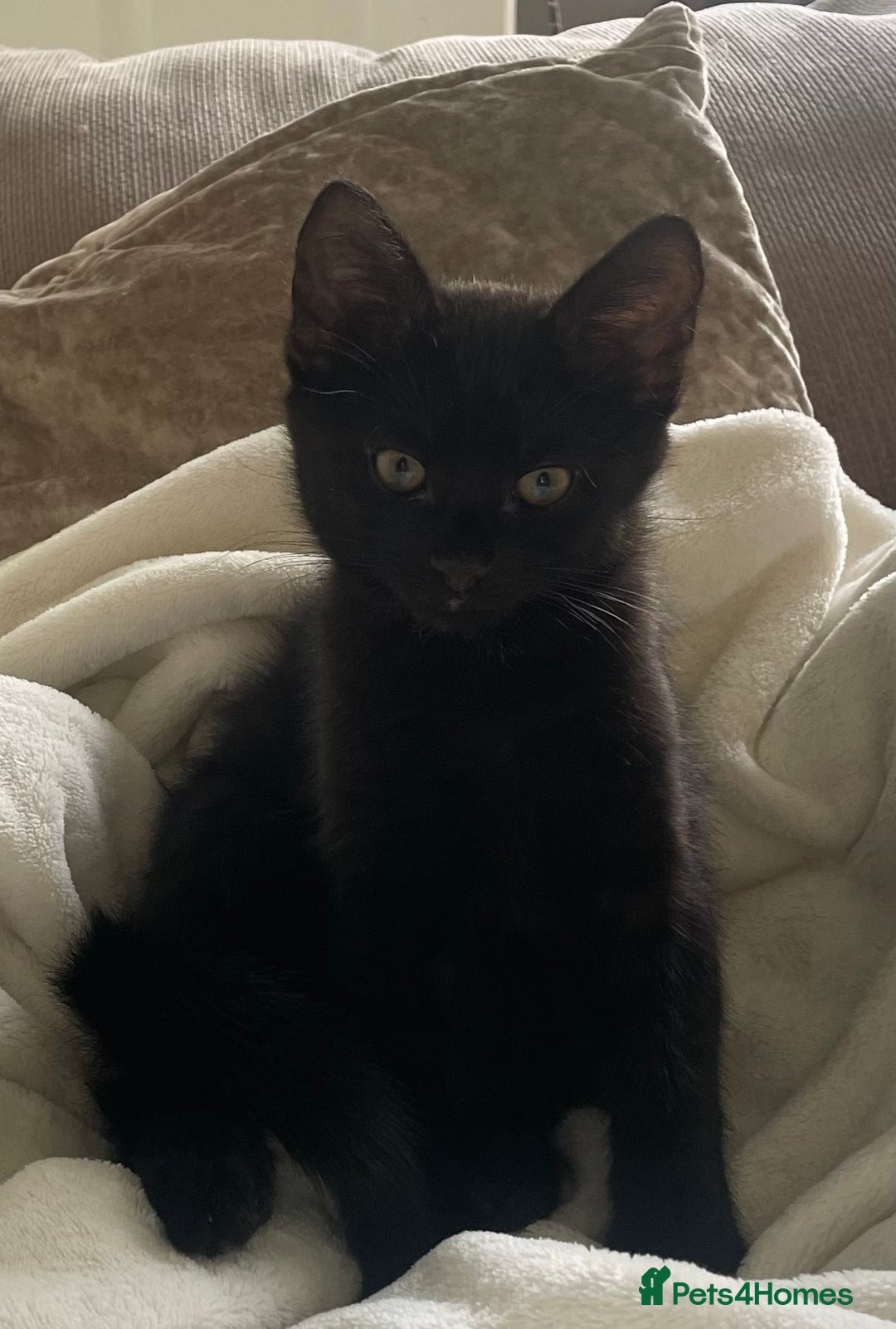 Domestic Shorthair cats for sale: Four fluffy kittens  - Image 6