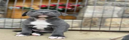 Staffordshire Bull Terrier dogs for sale: Outstanding Staffordshire Bull Terrier Puppies in Sheffield - Advert 7