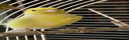 Canaries birds for sale: Raza Espanola Canaries in Newcastle upon Tyne - Advert 4