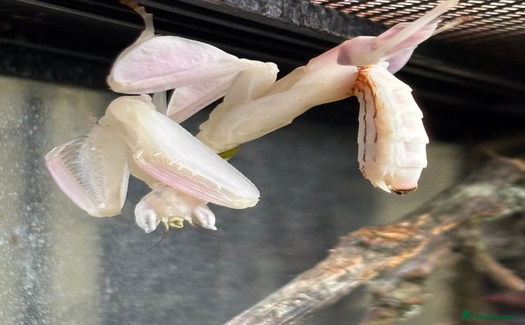 Praying Mantis invertebrates - Advert 2