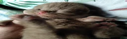 British Shorthair cats for sale: Fantastic chocolate pedigree GCCF registered kitt. - Advert 2