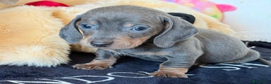 Miniature Dachshund Puppy 1