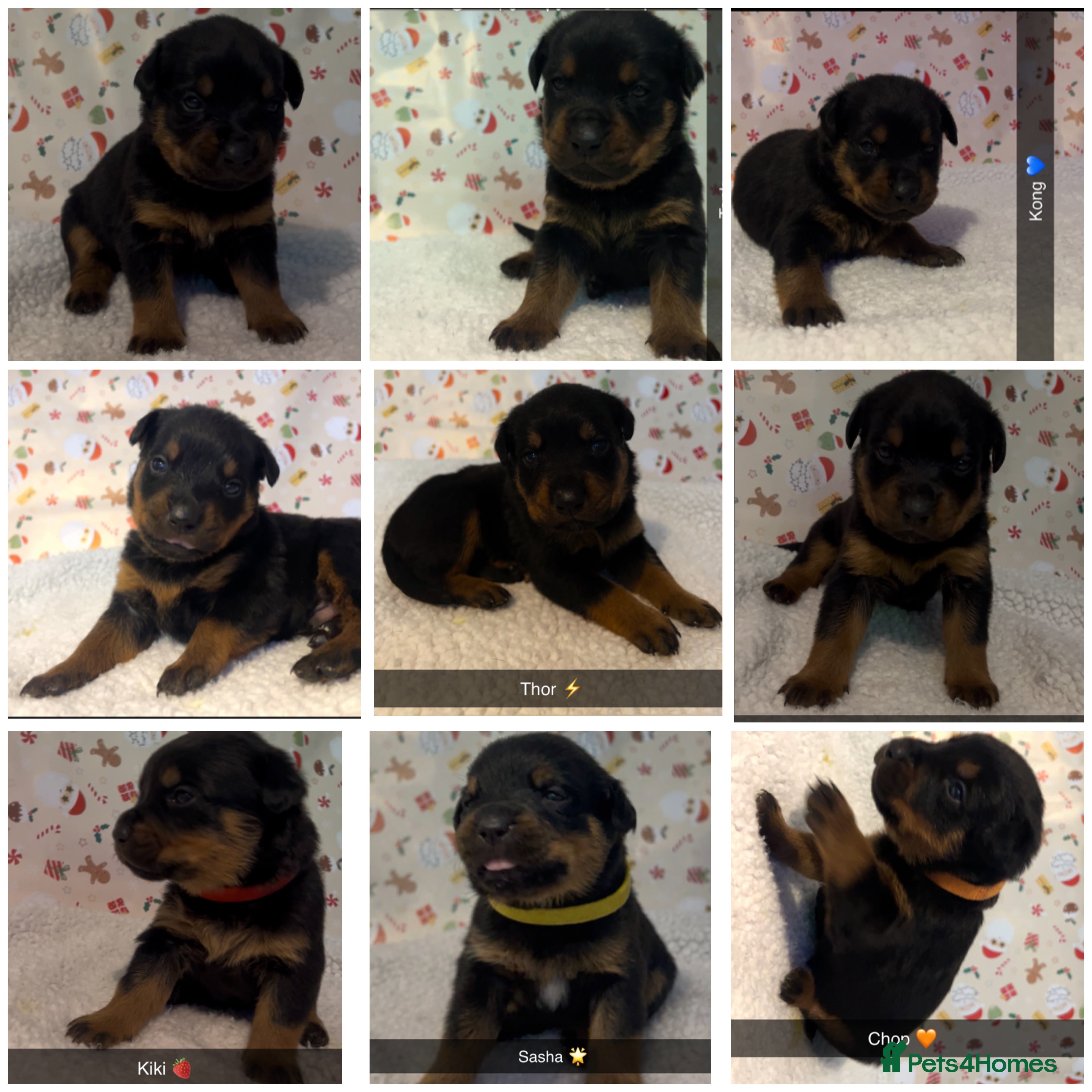 Rottweiler dogs 9 purebred Rottweiler puppies for sale - Advert 2