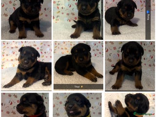 Rottweiler dogs 9 purebred Rottweiler puppies for sale - Advert 2
