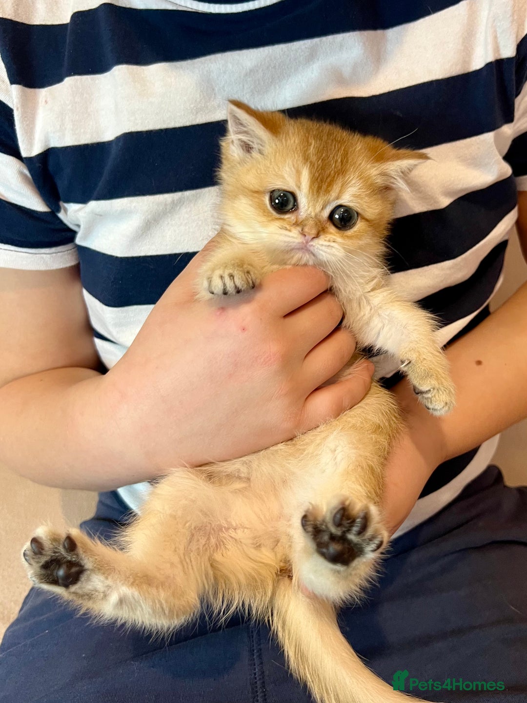 British Shorthair cats for sale: 🐾BSH Golden Kittens🐾  - Advert 28