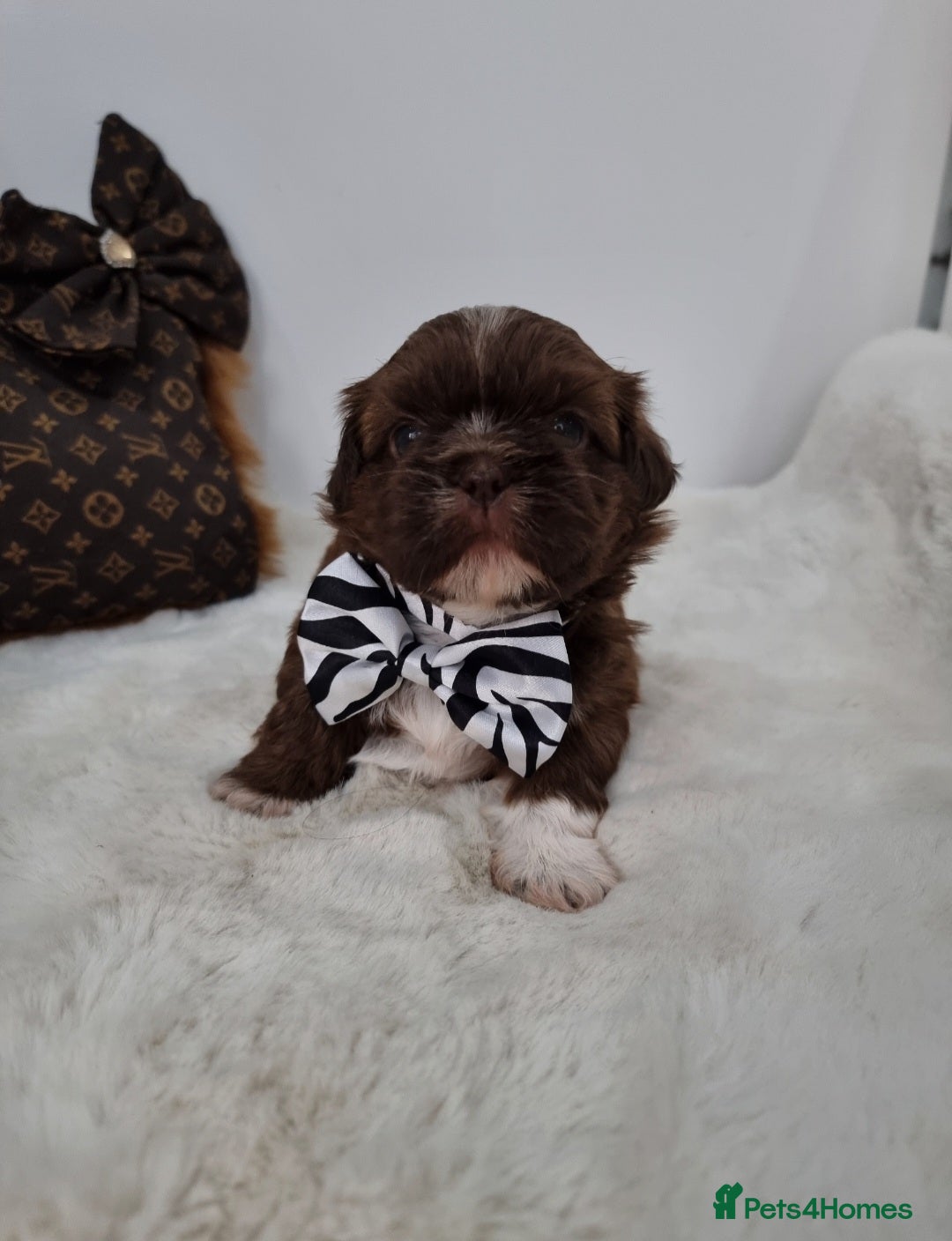 Shih Tzu dogs for sale: 4 Gorgeous Imperial Shih Tzu Boys - Advert 11