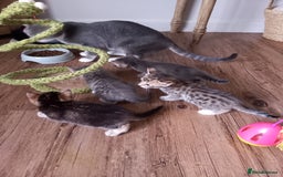 Bengal cats for sale: BENGAL Cross Kittens ♡ BLUE | READY NOW - Image 7