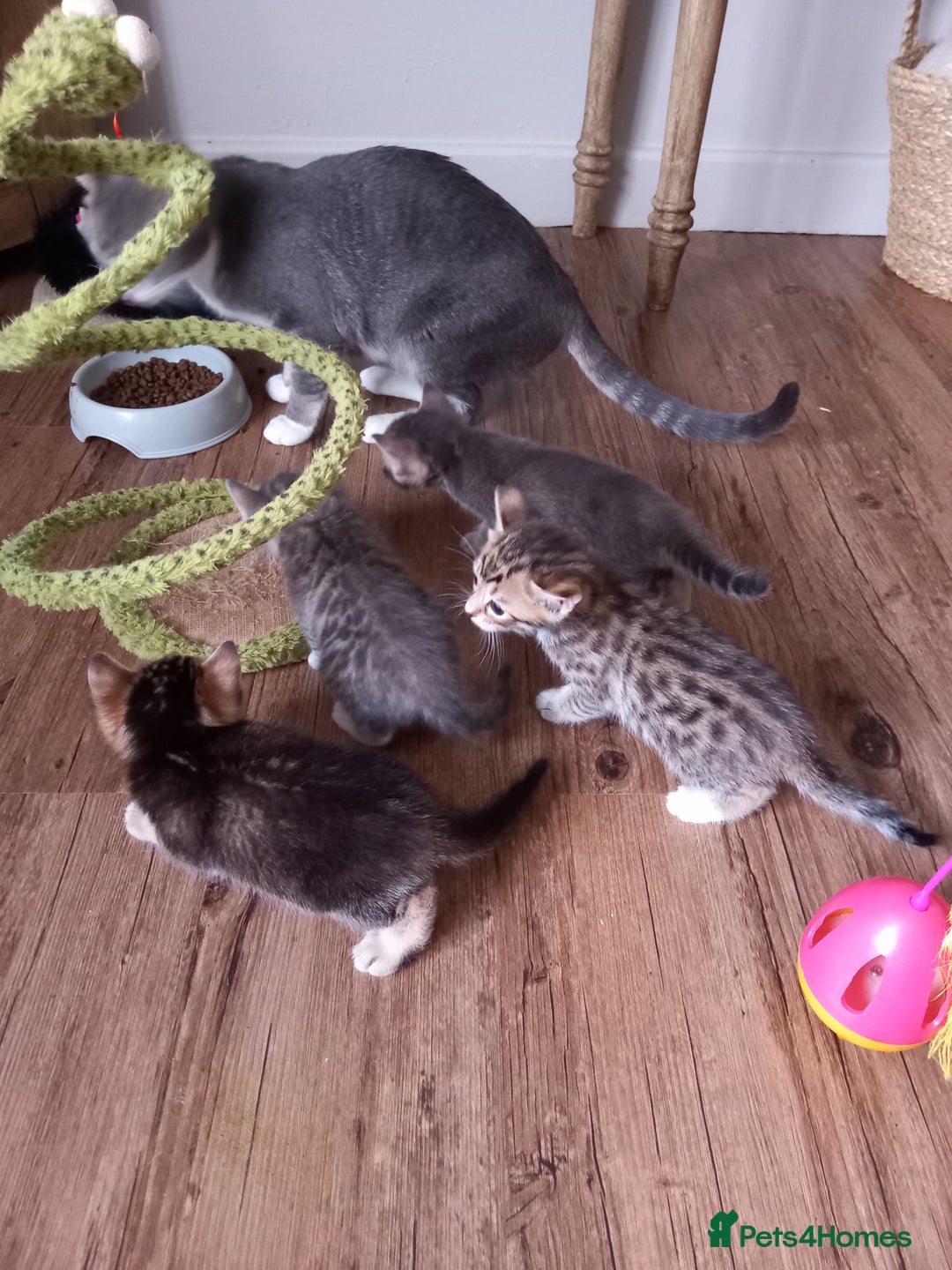 Bengal cats for sale: BENGAL Cross Kittens ♡ BLUE | READY NOW - Image 7