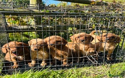 Labradoodle dogs for sale: Beautiful Labradoodle puppies for sale - Image 1