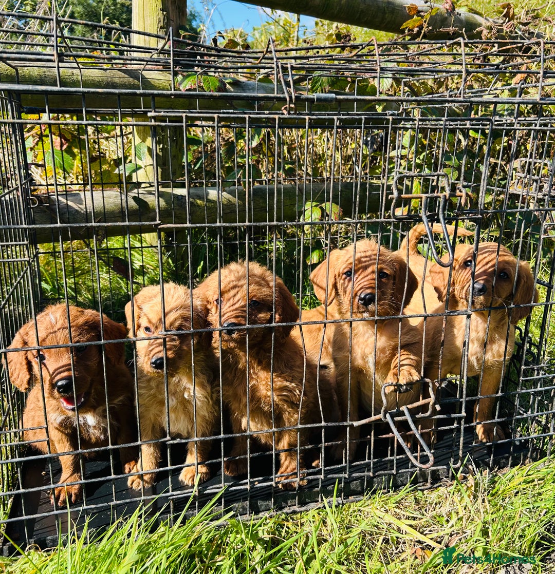 Labradoodle dogs for sale: Beautiful Labradoodle puppies for sale - Image 1