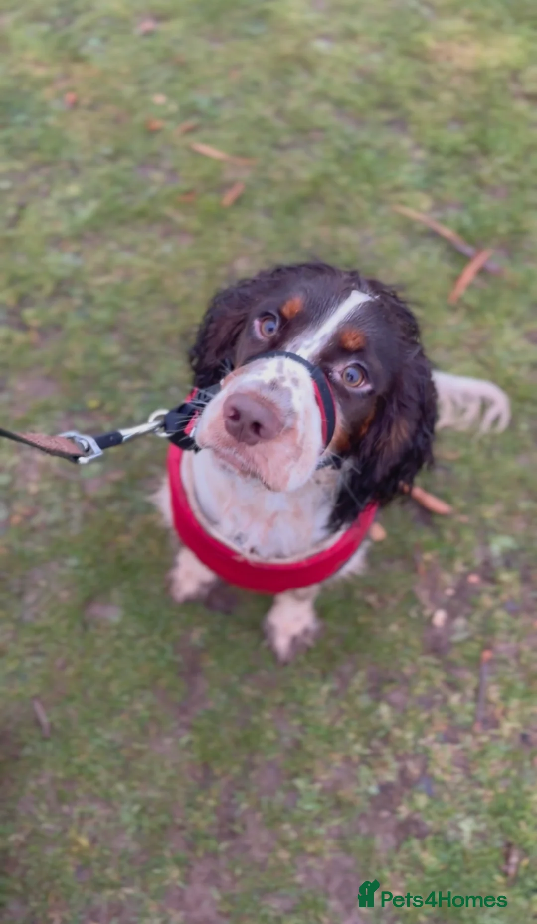 Cocker Spaniel dogs for sale: 8 month old Trained Spaniel  - Advert 2
