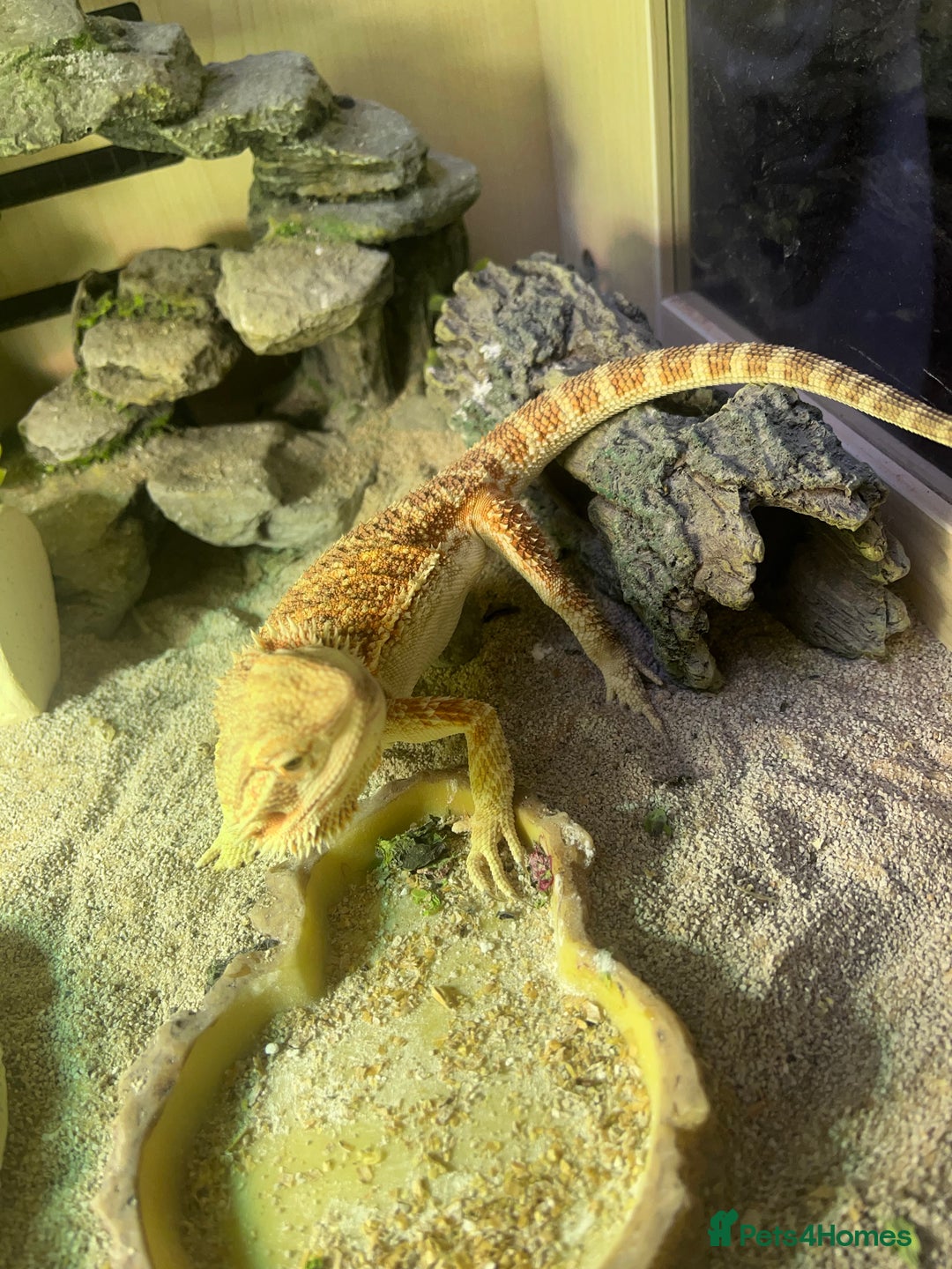 Dragon reptiles for sale: Bearded dragon with Viv  - Image 1