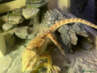 Dragon reptiles - Advert 1