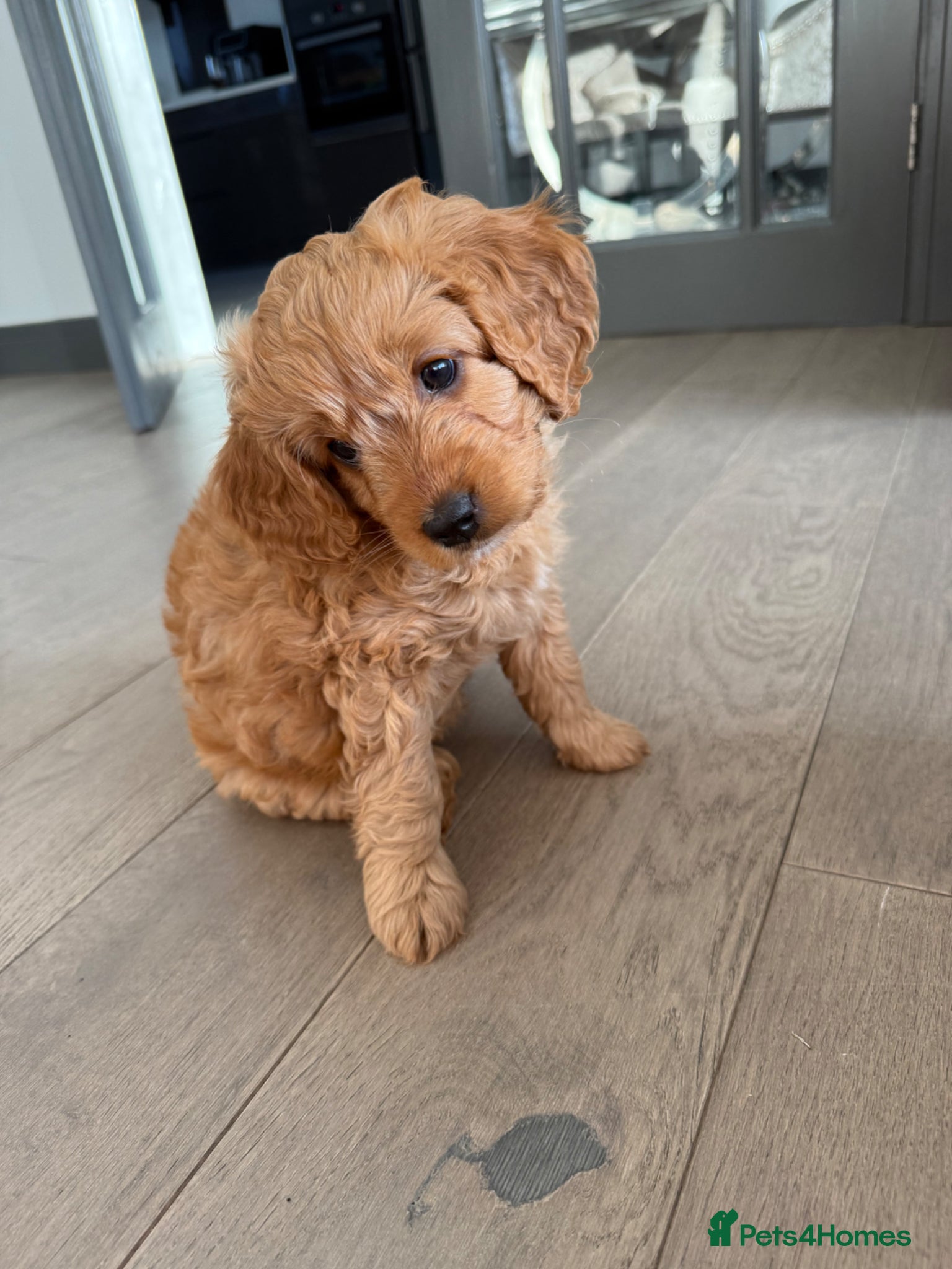 Cavapoo dogs Beautiful F1b Toy Cavapoos parents health checked  - Advert 14