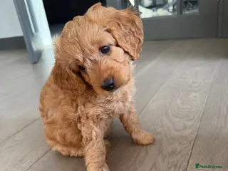 Cavapoo dogs Beautiful F1b Toy Cavapoos parents health checked - Advert 14