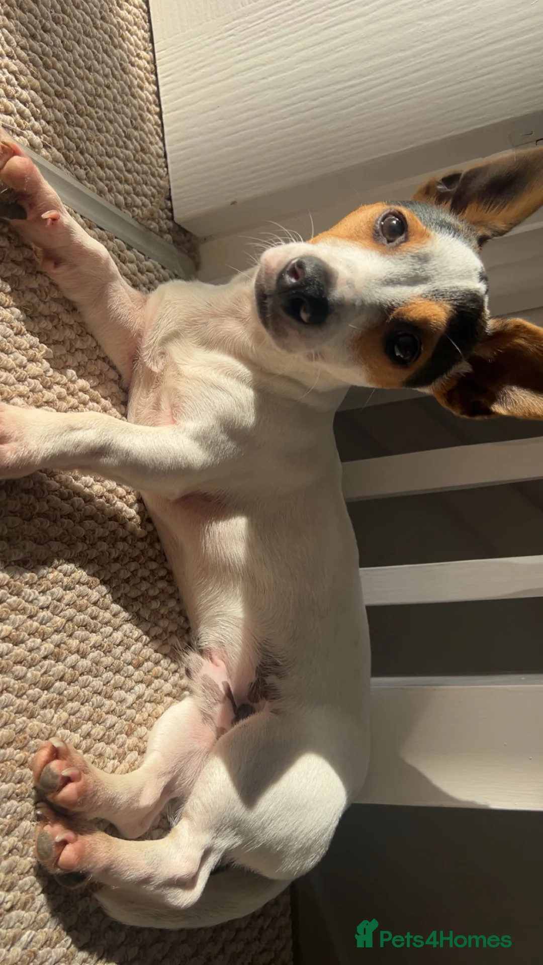 Jack Russell dogs for stud: Stud Miniature Jack Russell  in Worksop - Advert 1
