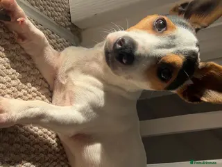 Jack Russell dogs Stud Miniature Jack Russell - Advert 13