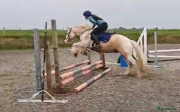 Irish Sports horses for sale: Horse lemon drizzle  - Image 7