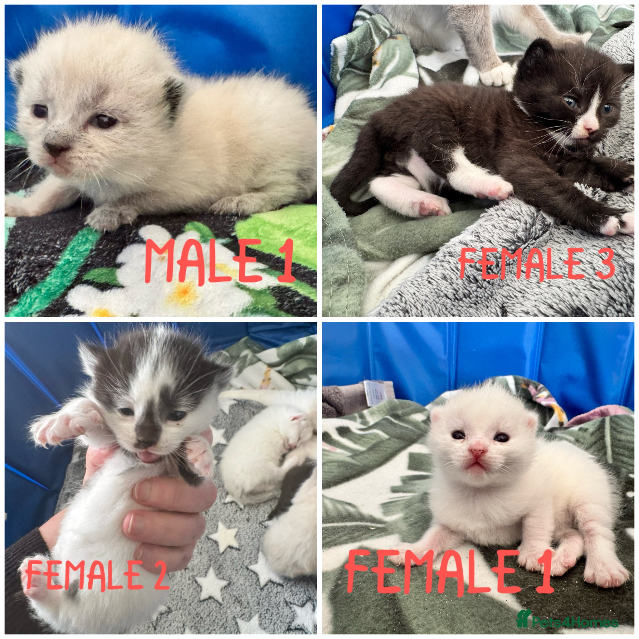 Siamese cats Siamese stunners  - Advert 1