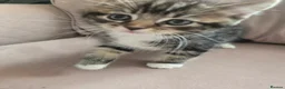 Ragdoll cats for sale: Ragdoll x British Short Hair special kittens  - Advert 8
