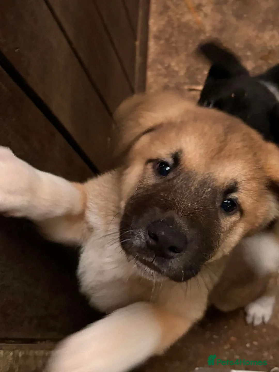 Akita dogs for sale: Akita Puppies in Robertsbridge - Advert 1